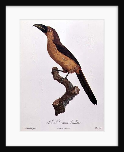 Baillon's Aracari by Jacques (after) Barraband
