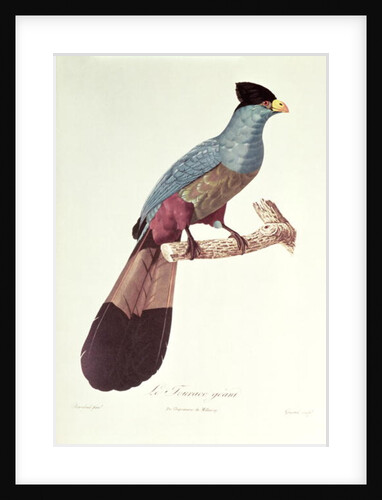 Great Touraco by Jacques Barraband