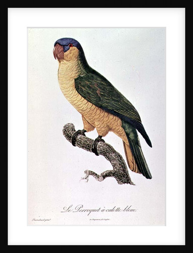 Blue-Capped Parrot by Jacques Barraband by Jacques Barraband