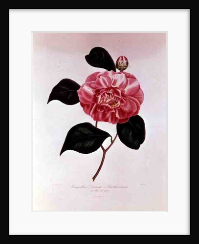 Camellia: Dorsetti Parthoniana by Anonymous