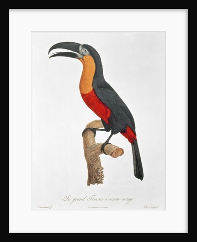 Giant Touraco by Jacques Barraband