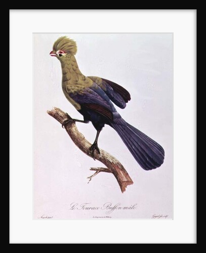 Buffon's Touraco by Jacques Barraband