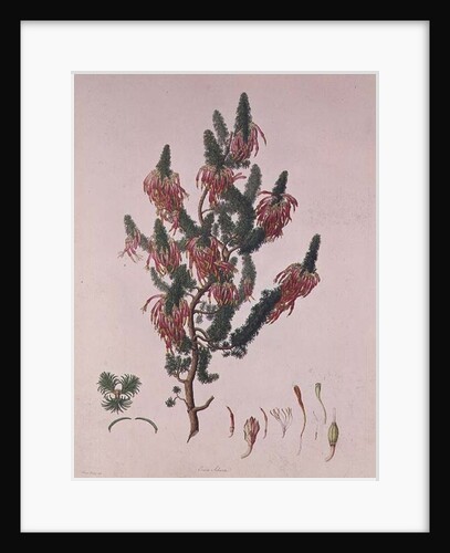 Heather, Erica sebana by Franz Andreas Bauer