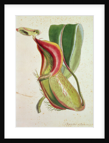 Pitcher plant: Nepenthes villosa, signed H.K by English School