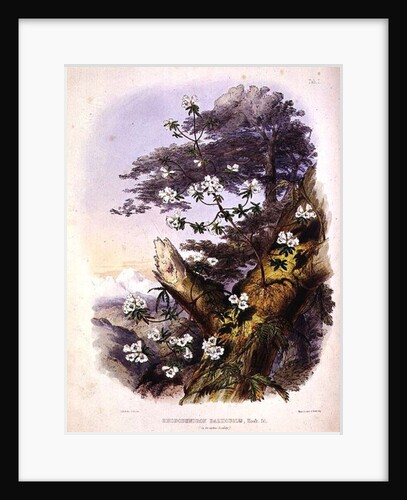 Rhododendron: Dalhousie by Joseph Dalton Hooker