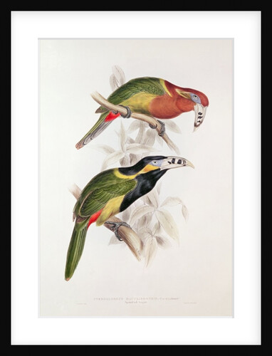 Spotted Bill Aracari, 19th century by Edward Lear