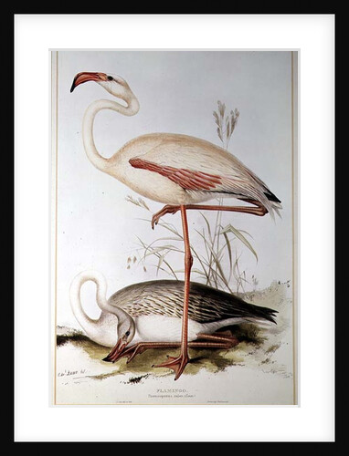 Flamingo by Edward Lear