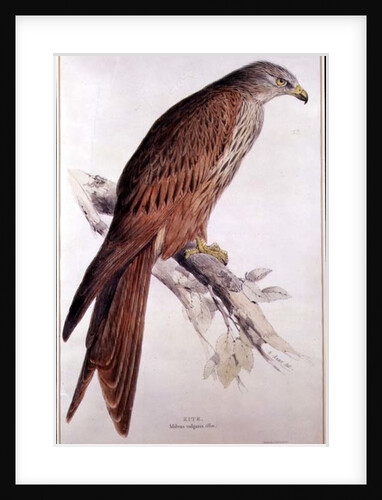 Kite by Edward Lear