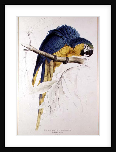 Blue and yellow Macaw by Edward Lear
