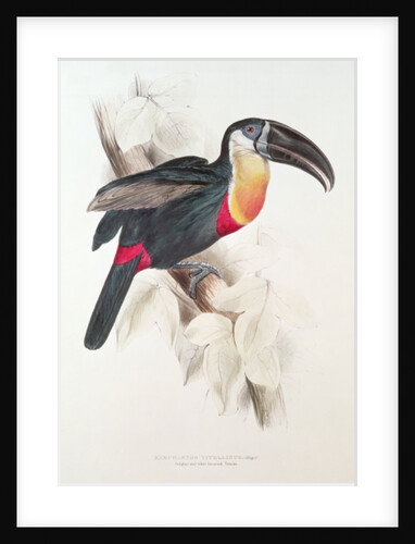 Sulphur and white breasted Toucan, 19th century by Edward Lear