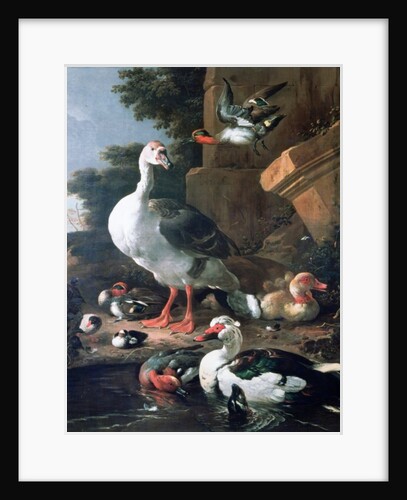 Waterfowl in a classical landscape, 17th century by Melchior de Hondecoeter
