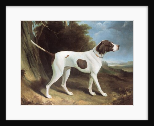 Portrait of a liver and white pointer by George Garrard
