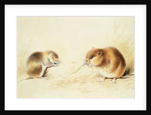 Dormice, 19th century by Edward Lear