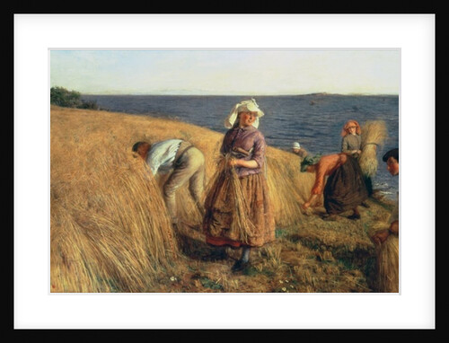 The Harvest by Hugh Cameron