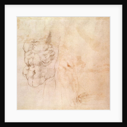 Torso Study by Michelangelo Buonarroti