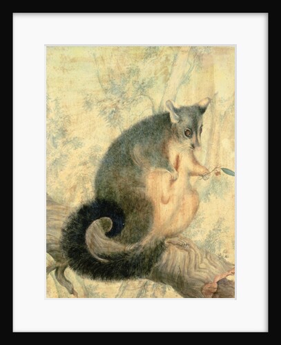 The Possum by Caroline Louisa Atkinson