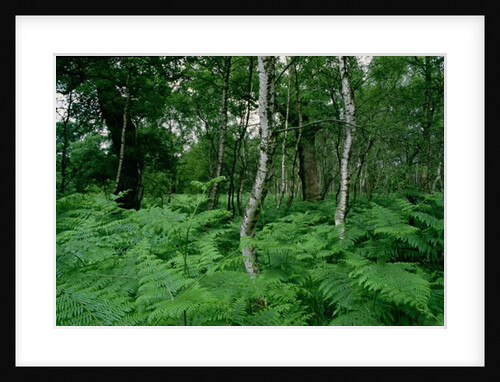 Silver birch trees and ferns, Sherwood Forest by Anonymous