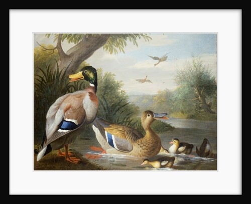 Ducks in a River Landscape by Jakob Bogdani or Bogdany