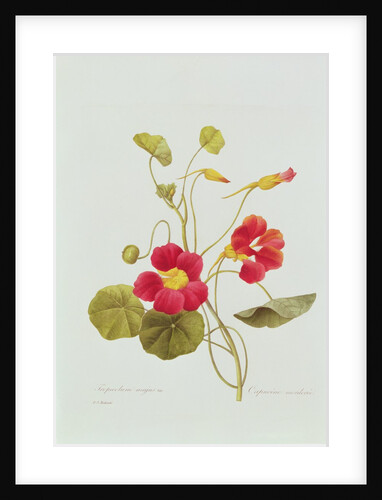 Nasturtium by Pierre Joseph Redouté
