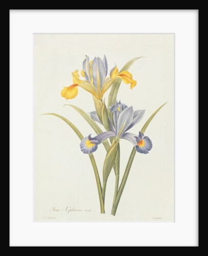Iris by Pierre Joseph Redouté