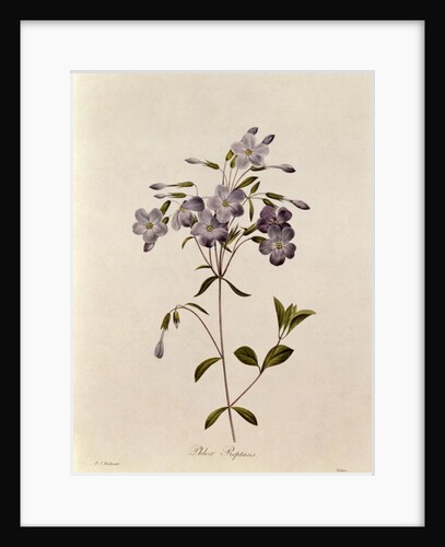 Phlox reptans by Pierre Joseph Redouté