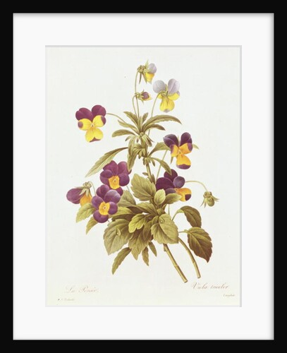 Viola Tricolour by Pierre Joseph Redouté