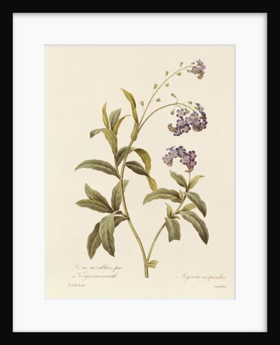 Forget-me-not by Pierre Joseph Redouté