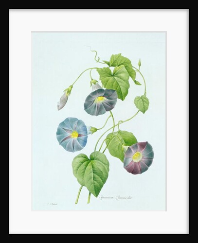 Morning Glory by Pierre Joseph Redouté