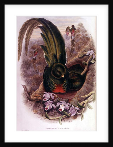 Pharomachrus Mocinno by John & Hart William Gould