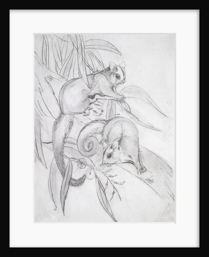Gliding Possums by John Gould