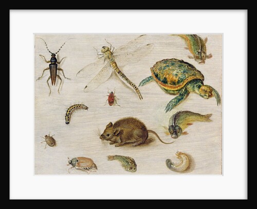 A Study of Insects, Sea Creatures and a Mouse by Jan the Younger Brueghel