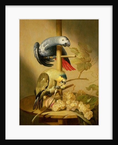 An African Grey and an Orange Winged Amazon Parrot on a Perch with Grapes by Jacob Fransz van der Merck