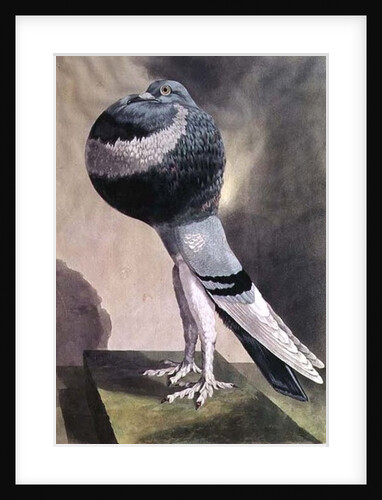 Portrait of Pouter Pigeon by D. Wolsenholme