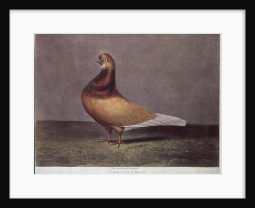 Portrait of a Beard Pigeon by D. Wolsenholme