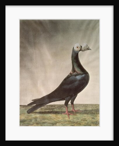 Portrait of a Carrier Pigeon by D. Wolsenholme