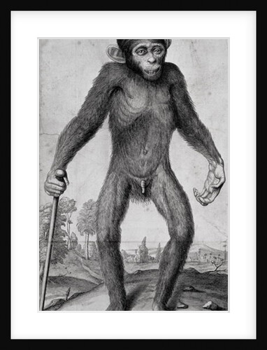 Chimpanzee, 1699 by Michael van der Gucht