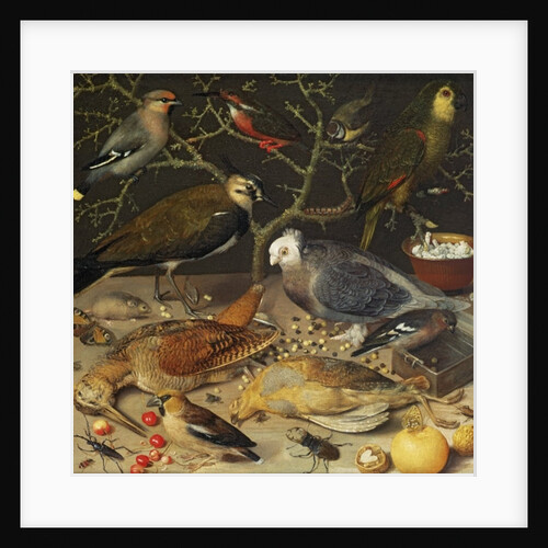 Still Life of Birds and Insects, 1637 by Georg Flegel