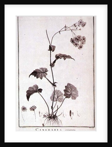 Cineraria Cruenta by Pierre-Joseph Redouté