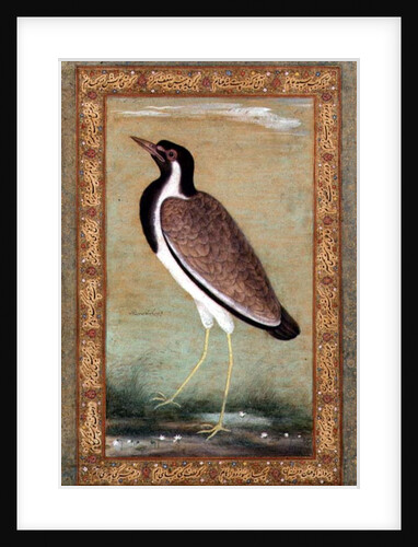 Indian lapwing, c.1800 by Mansur