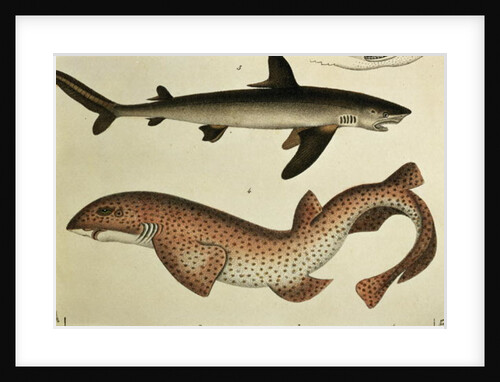 Lesser Spotted Dogfish, Pl.93 from 'Naturgeschichte und Abbildung der Fische' by H.R. Schinz, 1836 by German School
