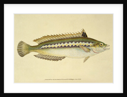 Rainbow Wrasse, Pl.96 from 'The Natural History of British Fishes', pub. by E. Donovan and F.C. & J. Rivington, 1806 by Anonymous