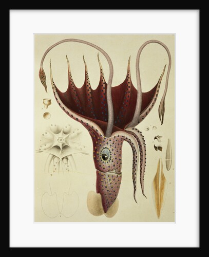 Squid, Pl.2 from 'Histoire Naturelle Generale et Particuliere des Cephalopodes Acetabuliferes', pub. by Ferussac & D'Orbigny, Paris, 1835-48, by Antoine Chazal (after)