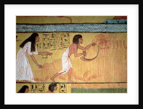 Detail of a harvest scene on the East Wall by Egyptian 19th Dynasty