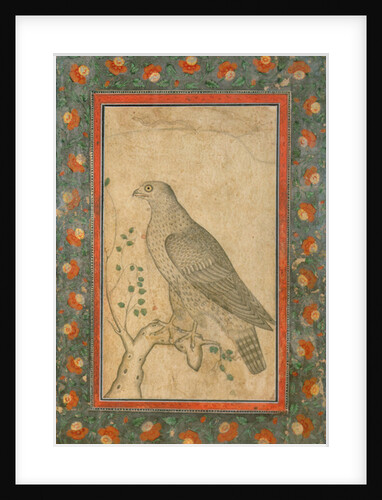 Falcon perched on a leafy stump, c.1650 by Mughal School