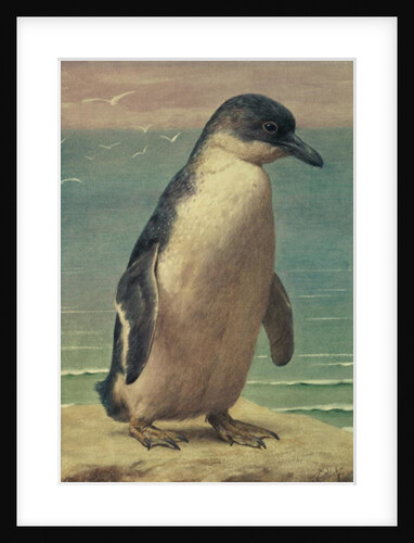 Study of a Penguin by Henry Stacy Marks