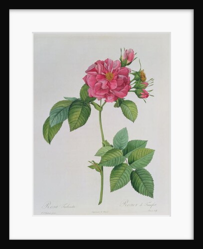 Rosa Turbinata by Pierre Joseph Redouté