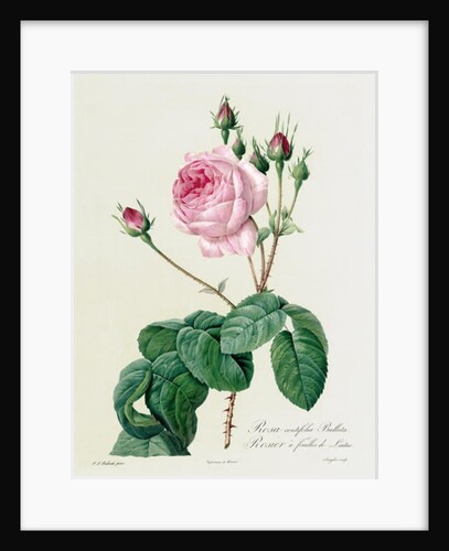 Rosa Centifolia Bullata by Pierre Joseph Redouté