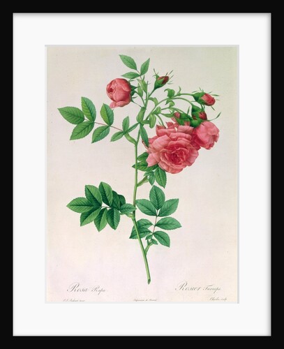 Rosa Rapa by Pierre Joseph Redouté