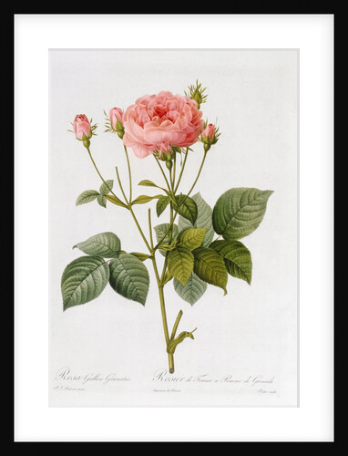 Rosa Gallica Granatus by Pierre-Joseph Redouté