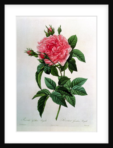 Rosa Gallica Regallis by Pierre Joseph Redouté